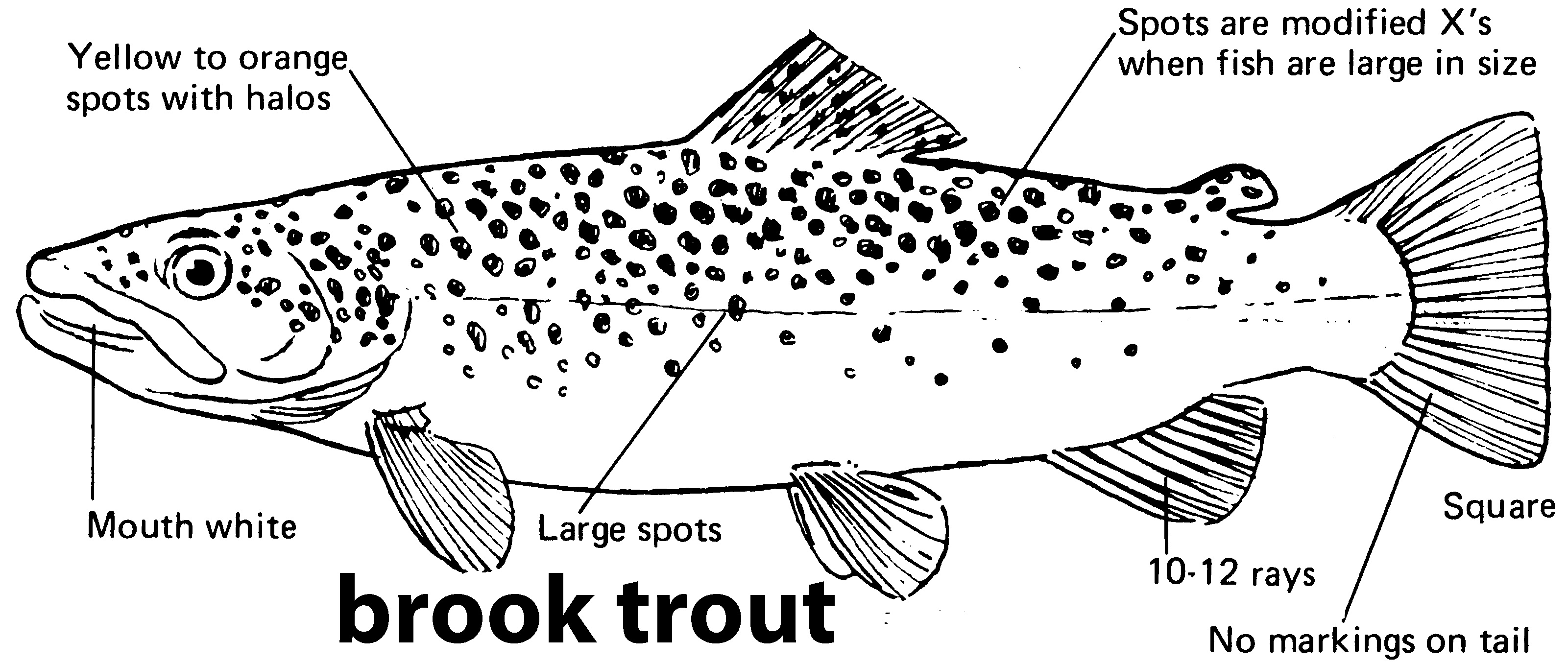 Iowa Fish Species